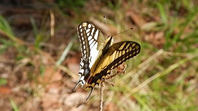Butterfly Old World swallowtail, Papilio machaon sits on dry grass moved by wind on sunny and windy summer day - close-up, slow motion. Topics: beauty of nature, animal, natural environment, wildlife