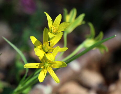 Gagea lutea blooms in the wild in the woods