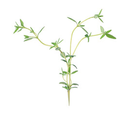 Fototapeta premium Twig of fresh thyme isolated on white
