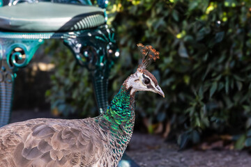 Close up of peacock with iridescent feathers in garden setting Porto, Portugal, Porto, 17.10.2025 © were