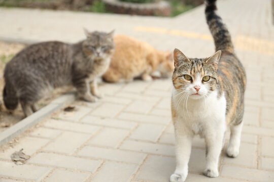 Stray animal. Cute homeless cats on city street