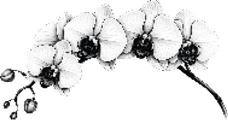 Beautiful orchid flower branch in halftone dot style isolated on transparent background for floral decoration and botanical garden interior design art. © MdKorban