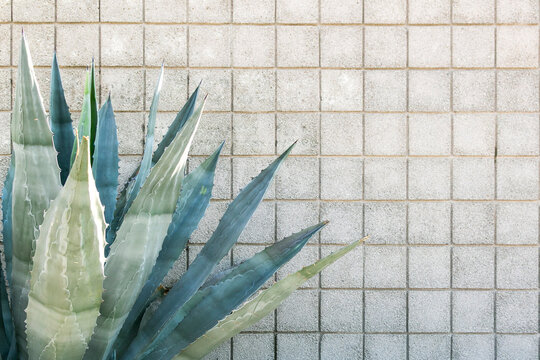 Agave leaves against tiled wall with modern desert design feel