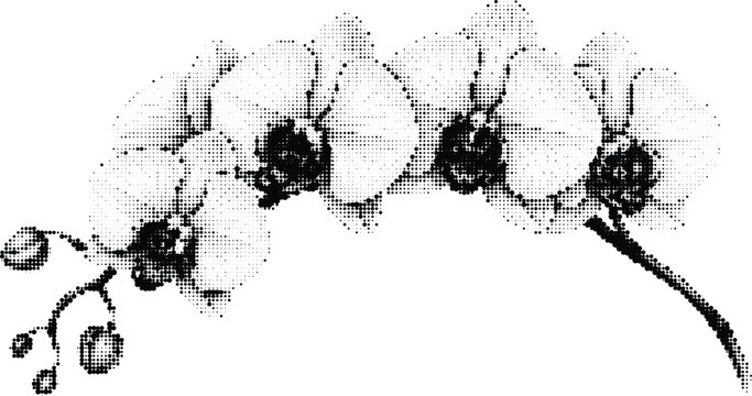Beautiful orchid flower branch in halftone dot style isolated on transparent background for floral decoration and botanical garden interior design art.
