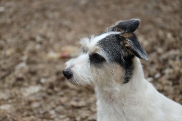 Obraz premium Homeless animal. Cute stray dog outdoors, closeup