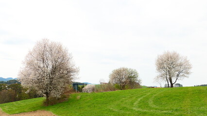 Fototapeta premium Frühlingserwachen im Obstgarten