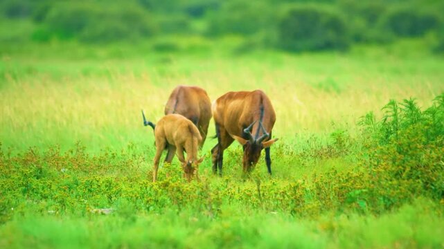 The red hartebeest (Alcelaphus buselaphus caama), also called the Cape hartebeest or Caama, is a subspecies of the hartebeest found in Southern Africa. 