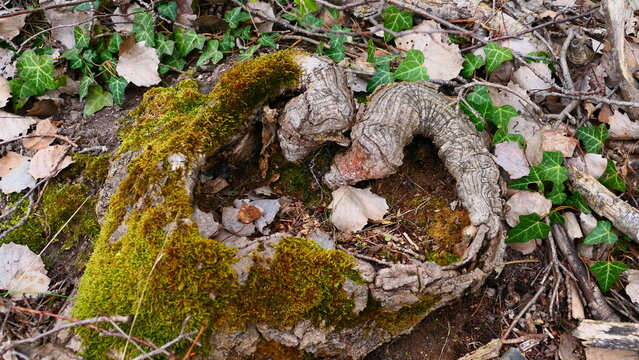 Wurzelstock in Herzform 