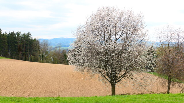 Alte Obstsorten im sanften H&uuml;gellamd 


