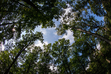 Fototapeta premium Forest in summer - Ile-de-France - France