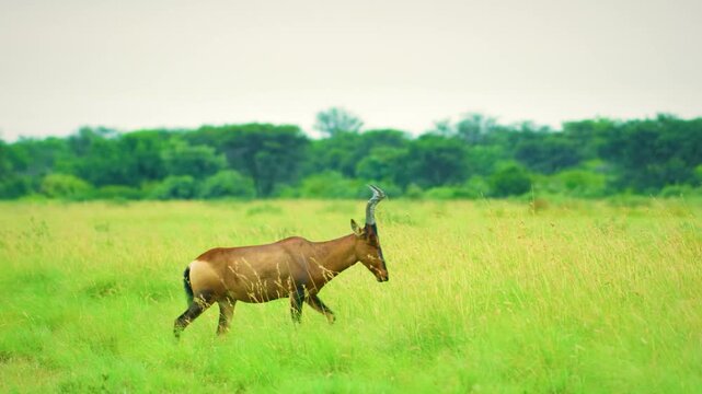 A Young hornless red hartebeest or Cape hartebeest (Alcelaphus buselaphus caama) grazing in grasslands at Mountain Zebra National Park, Eastern Cape, South Africa. 