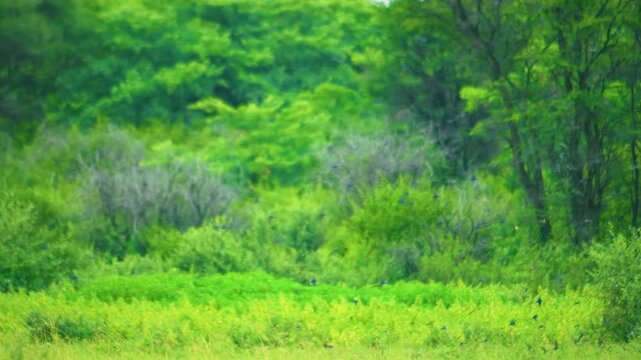 Red hartebeest ) or Cape hartebeest (Alcelaphus buselaphus caama) grazing in grasslands at Mountain Zebra National Park, Eastern Cape, South Africa. 