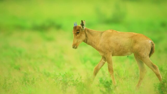 footage of a red hartebeest or Cape hartebeest (Alcelaphus buselaphus caama) feeding on grass. Beaufort West. Karoo. Western Cape. South Africa.
