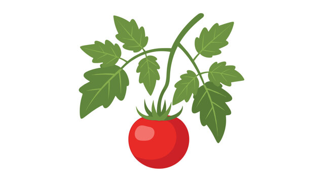 A single vibrant red tomato hangs gracefully from a delicate green vine featuring several meticulously detailed serrated leaves against a white background.