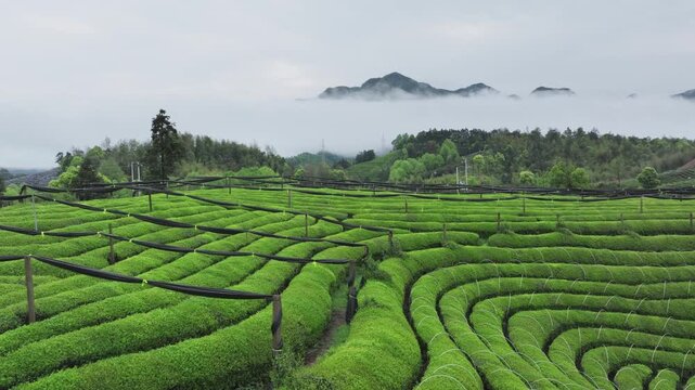 Tea plantation terraces on misty hills with layered green rows and distant mountain silhouettes