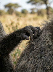 Obraz premium Baboons grooming each other in the African savannah