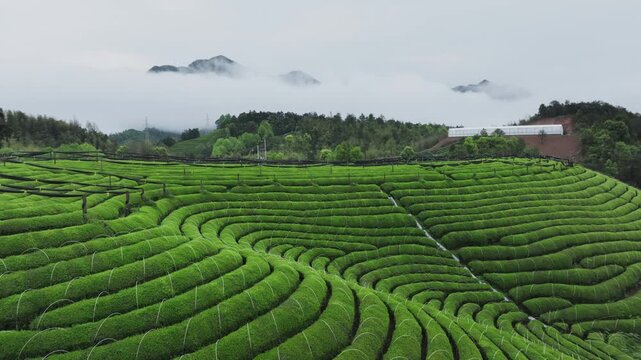 Terraced tea plantation with lush green rows winding through misty hills and distant mountains