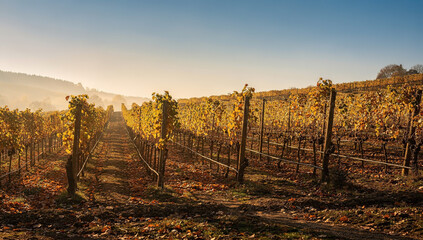 Obraz premium Vineyard landscape with rows of grapevines and empty space for text in the background