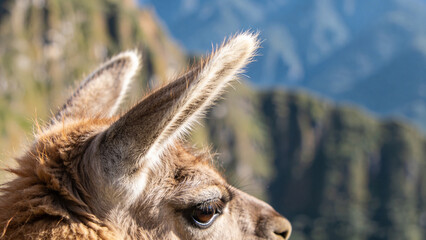 Fototapeta premium Close-up view of a llama in a farm setting with mountains in the background during daytime