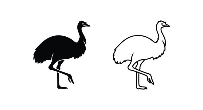 Ostrich vs Emu Birds: Unique Flightless Bird Comparison Vector
