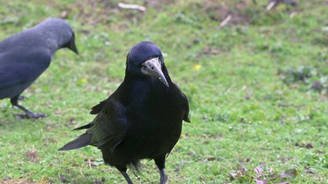 Rook (Corvus Frugilegus) looking for food on a lawn among smaller Jackdaws. April, Kent, UK [Slow motion x4]