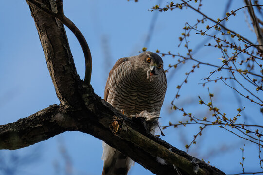Female Eurasian sparrowhawk (Accipiter nisus) with prey. Bird of prey eating, hawk on branch, blue sky, spring sunlight, predation, wildlife behavior, sharp focus, predator, raptor.