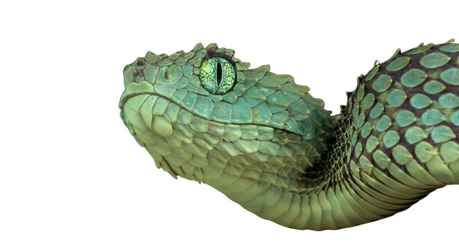 Bush Viper snake on close up