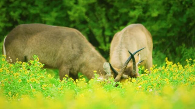 The waterbuck (Kobus ellipsiprymnus) is a large antelope found widely in sub-Saharan Africa. It is placed in the genus Kobus of the family Bovidae.