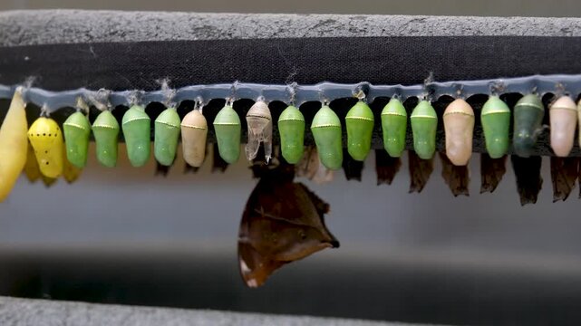 Chrysalis hatching butterfly set macro video tropical Nymphalidae metamorphosis close-up wildlife sequence