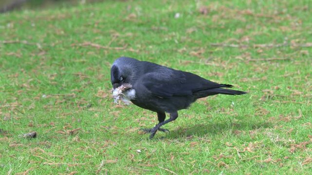 Jackdaw (Corvus monedula) collecting feathers and leaves for nesting material. Early April, Kent, UK [Slow motion x4]