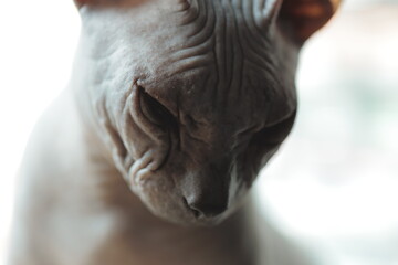 A close-up view of a hairless cat's face, looking directly at the camera © Fotograf