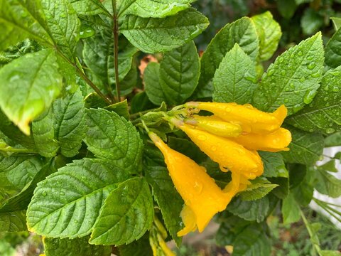 Premium Water droplets on flower. Yellow Tecoma close up. Yellow Bells close up. Yellow Elder isolated. Trumpetbush blossom. Tecoma stans (L.) Juss. ex Kunth. 