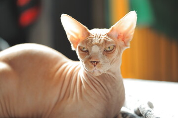 Close-up of a hairless cat relaxing on a soft blanket © Fotograf