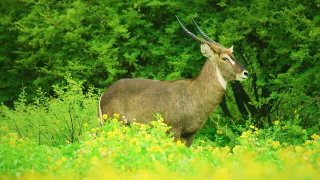 The waterbuck (Kobus ellipsiprymnus) is a large antelope found widely in sub-Saharan Africa. It is placed in the genus Kobus of the family Bovidae.