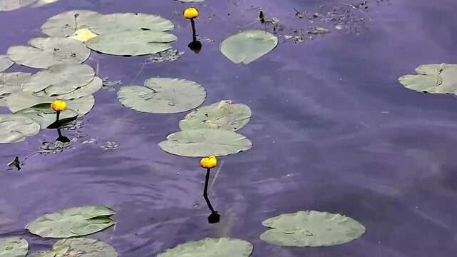 Yellow Water Lilies and Lily Pads on a Green Pond Surface with birds singing background