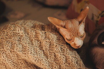 A cat is lying on top of a brown blanket © Fotograf