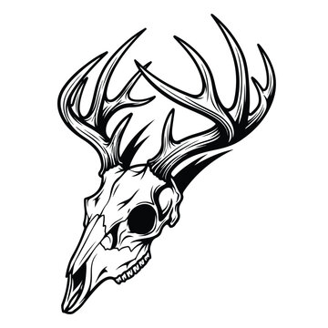 Detailed deer skull vector illustration with large branching antlers in bold black line art style on white background