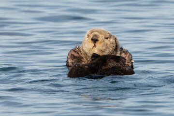 California Sea Otter swimming  © kcapaldo