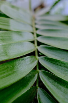 Zamia furfuracea leaf close-up tropical plant texture. Cardboard palm leaf macro shot