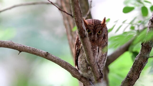 Small Scops Owl Staring at Camera on Branch
