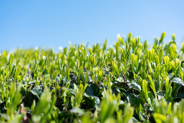 茶畑 青空