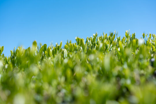 茶畑　青空