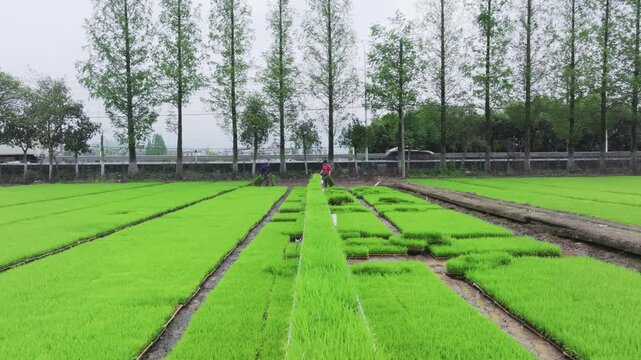 Farmers working in green rice paddies during seedling cultivation season