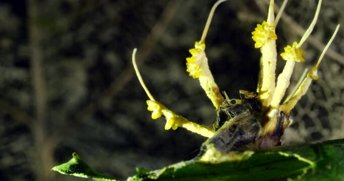 A Cordyceps fungus growing on a dead moth. filament like strings of ascospores are being released from the ascocarps, ready to infect the next victim. Napo province, Ecuador