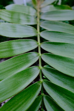 Zamia furfuracea leaf close-up tropical plant texture. Cardboard palm leaf macro shot