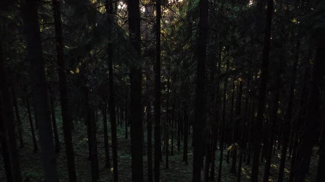 Low Aerial Flight Between Dark Pine Tree Trunks with Sun Beams on Forest Floor