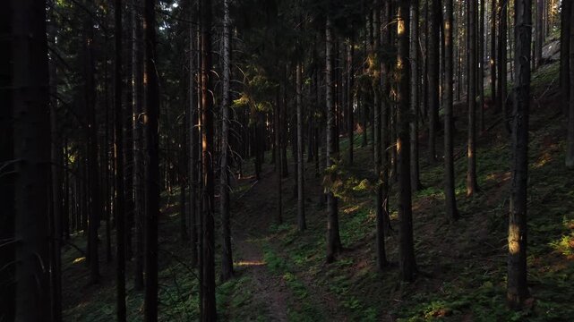 Low Aerial Flight Between Dark Pine Tree Trunks with Sun Beams on Forest Floor