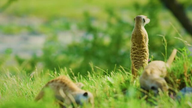 Meerkats in a savannah near Oudtshoorn South Africa.