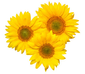 Obraz premium Flower bouquet with three sunflowers isolated on white background. The seeds and oil. Floral arrangement. Picturesque and conceptual scene. Flat lay, top view