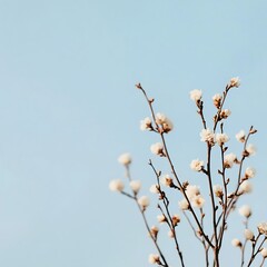 Fototapeta premium Close-up of dried lavender flowers against clear sky